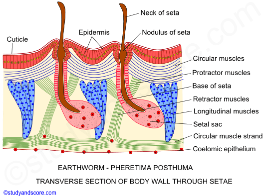 Transverse section of Pheretima posthuma, earthworm general characters, Earthworm external morphology, Earthworm setae structure, Setae arrangement and functions
